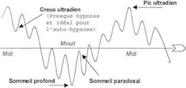cycle-ultradien