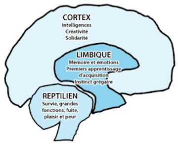 therapie-breve-cerveau